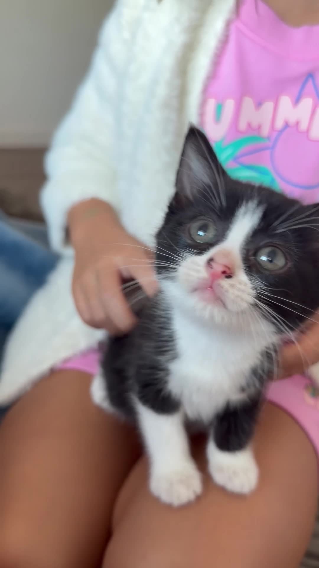 Mixed Breed cats for sale: Gorgeous Kittens Looking for  Homes 🐾 in Feltham - Video 1