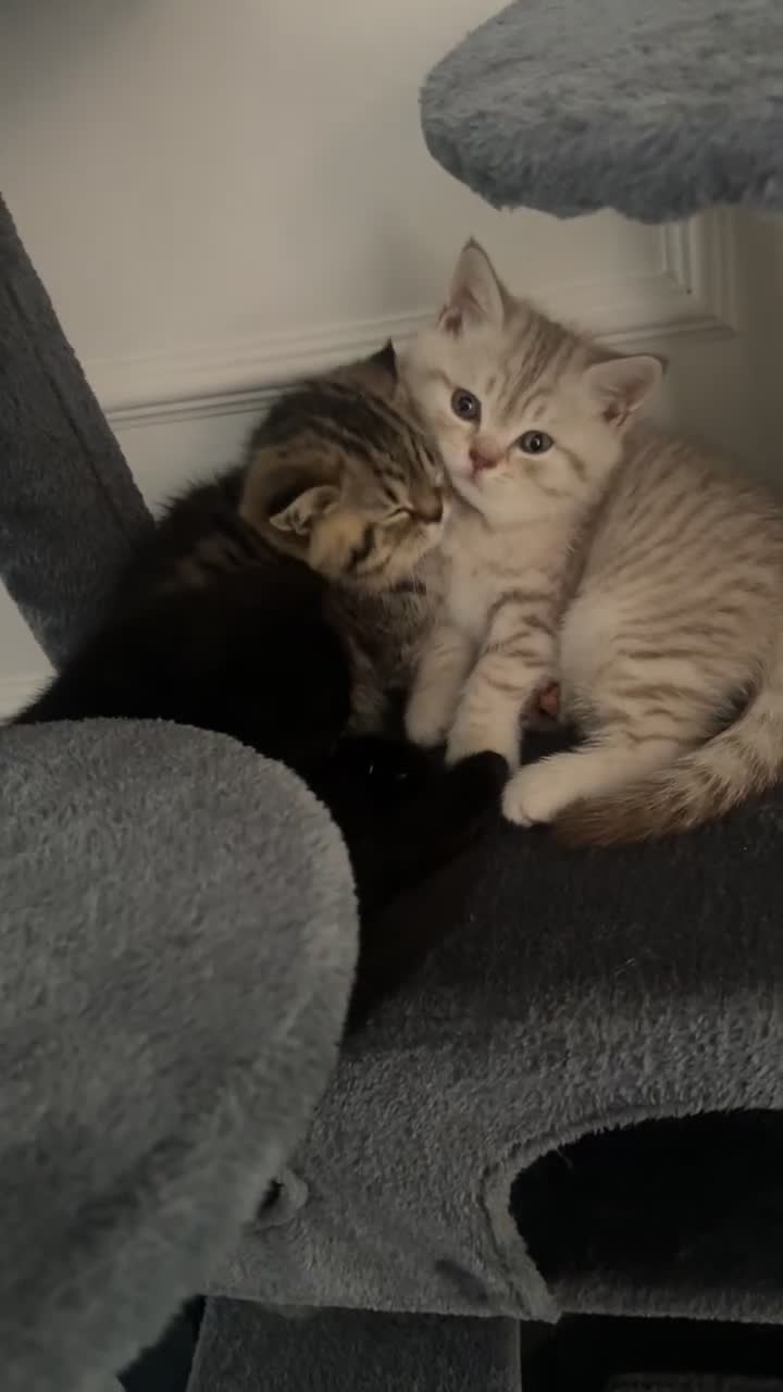 British Shorthair cats for sale: British short hair kittens  - Video 3
