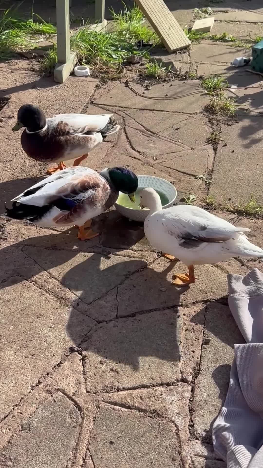 Ducks poultry for sale: Abacot Call Ducks - Video 1