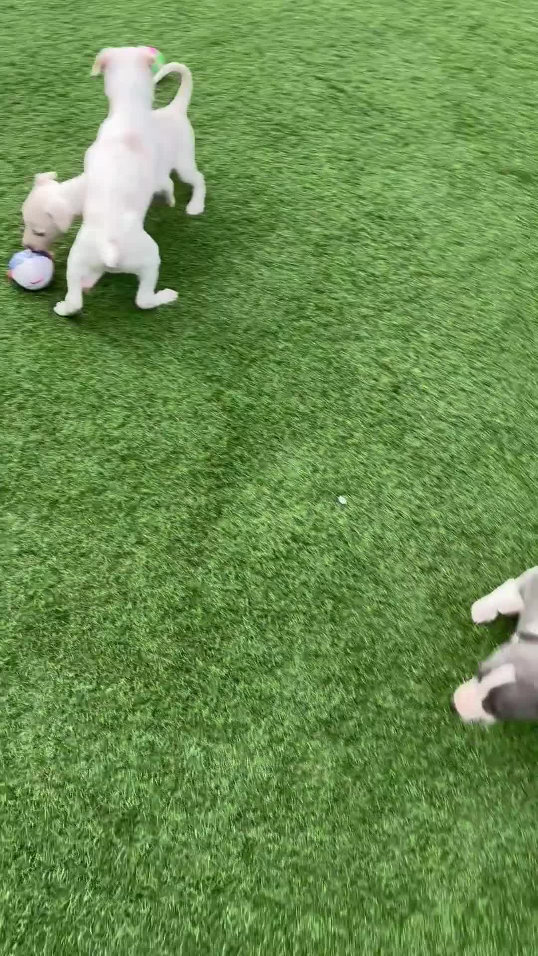 Italian Greyhound dogs for sale: Italian greyhound puppies  - Video 1