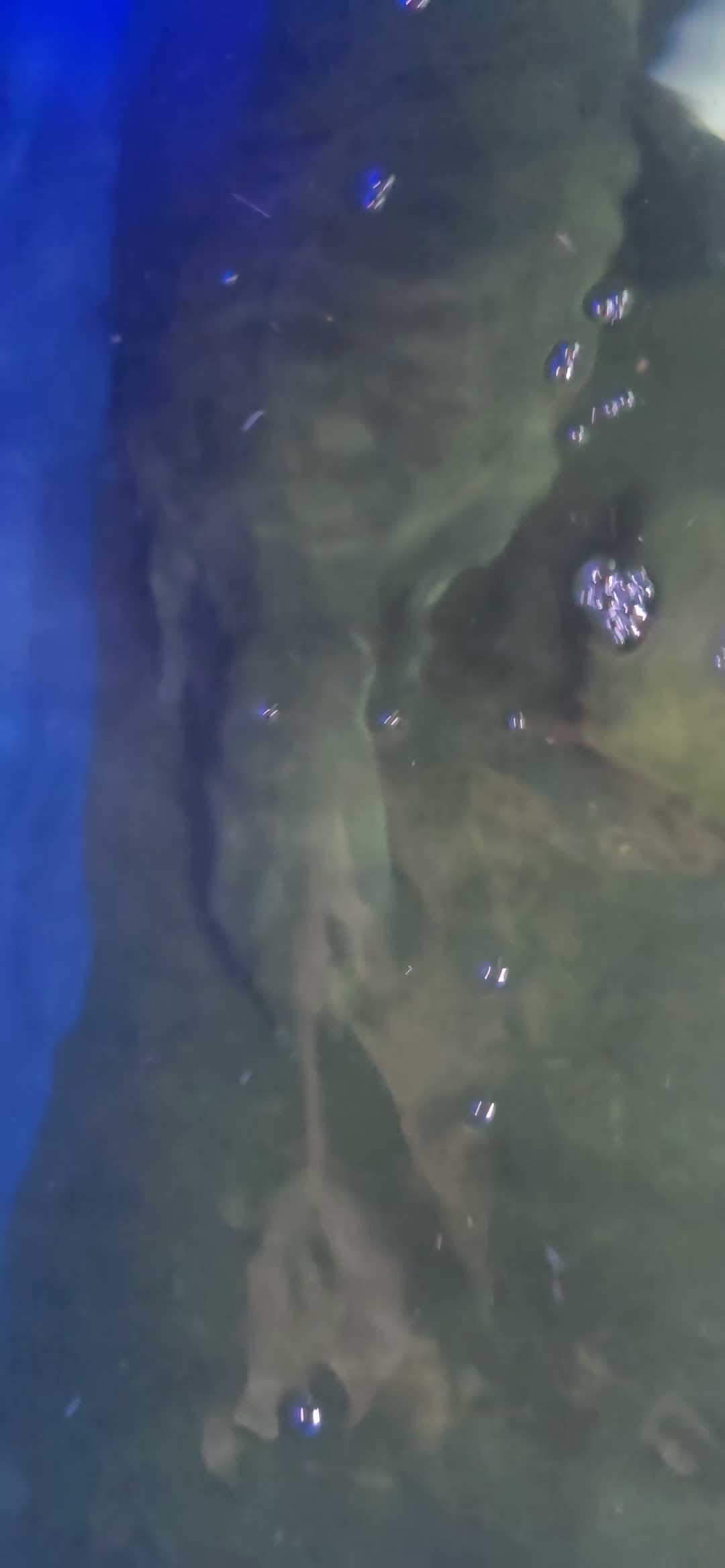 Turtle reptiles for sale: Chinese Soft Shell Turtle  in London - Video 1