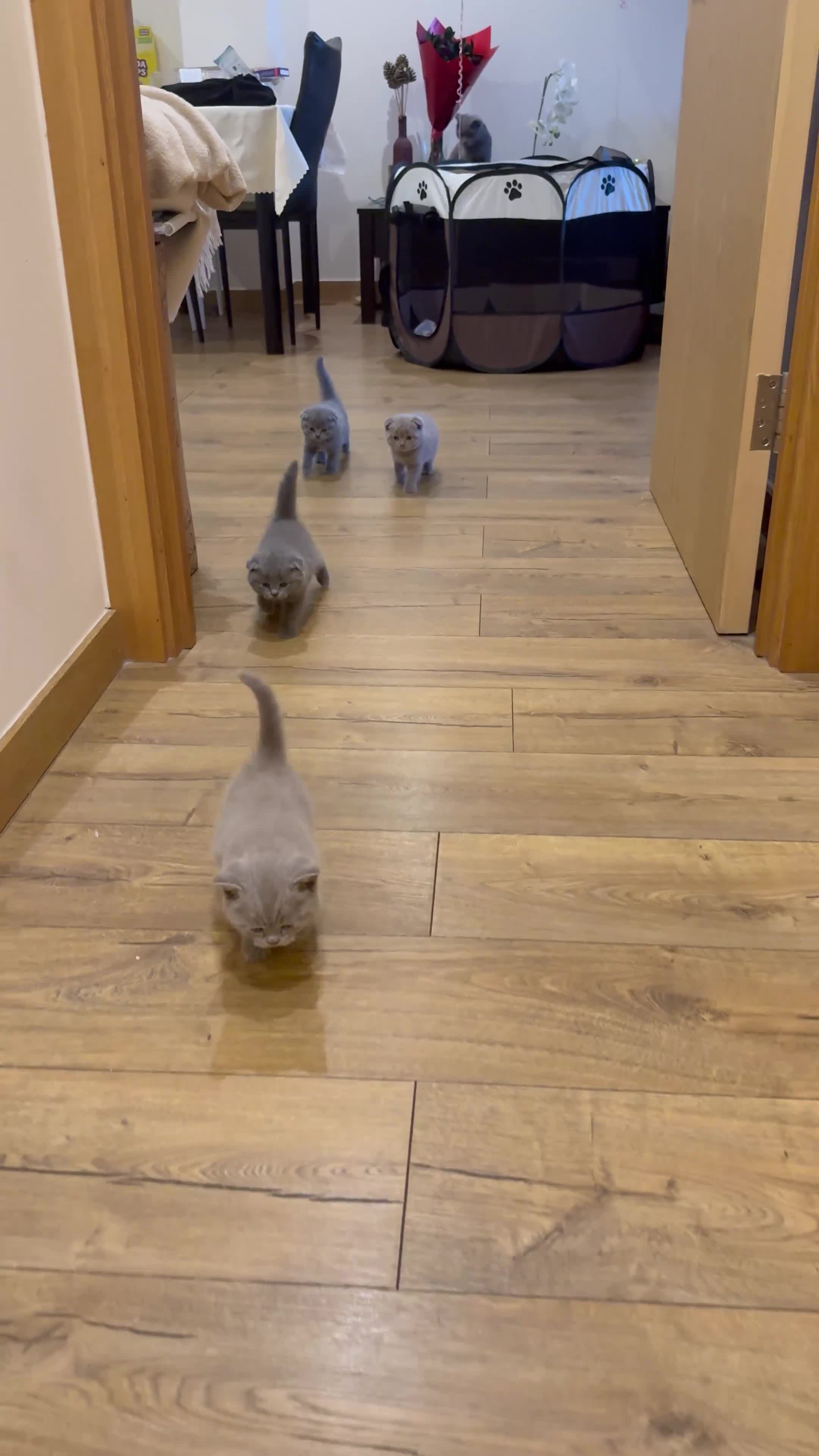 British Shorthair cats for sale: 4 beautiful British shorthair kittens - Video 1