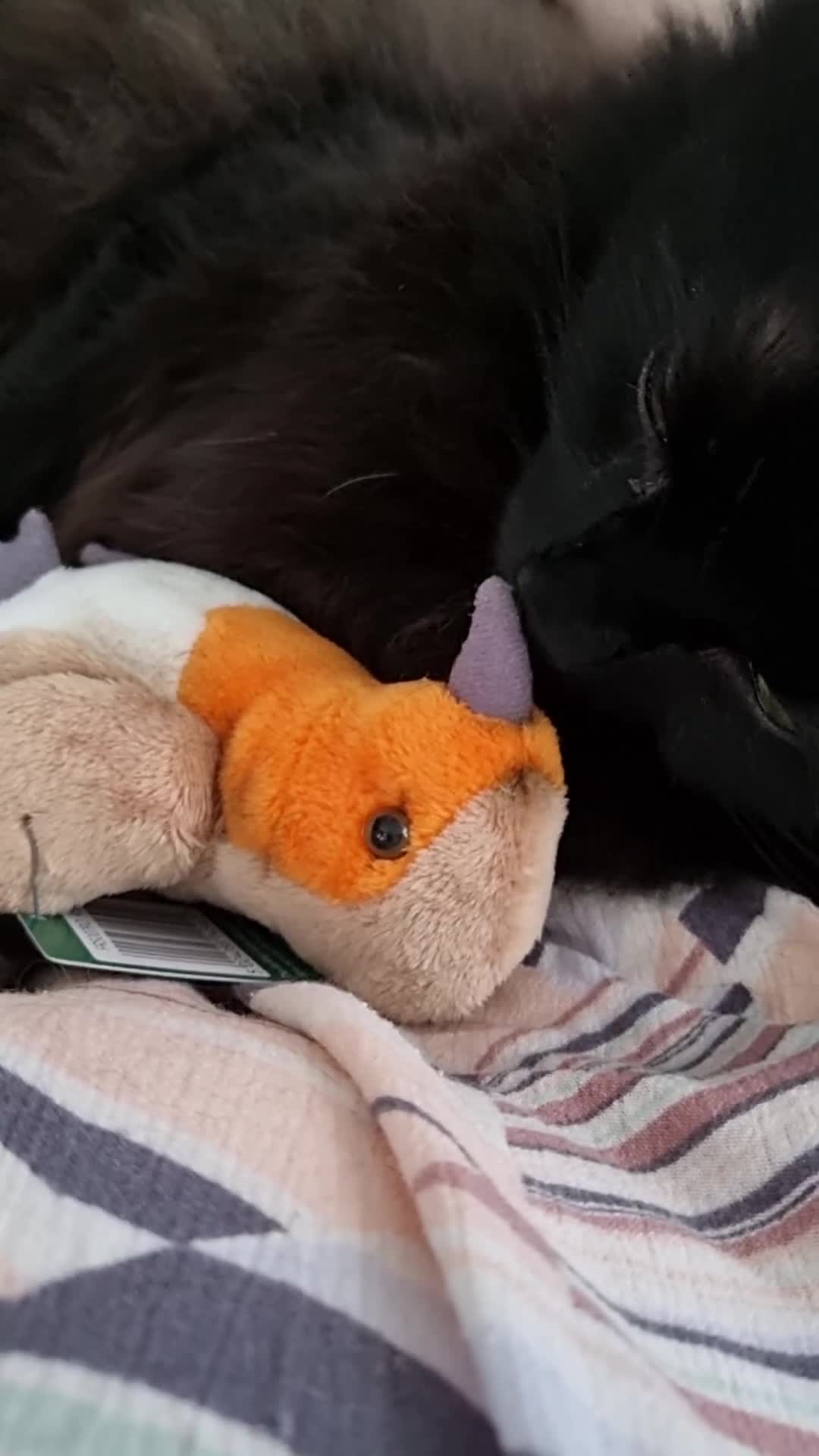 Mixed Breed cats for sale: Beautiful Male Neutered Black House Cat - Video 2