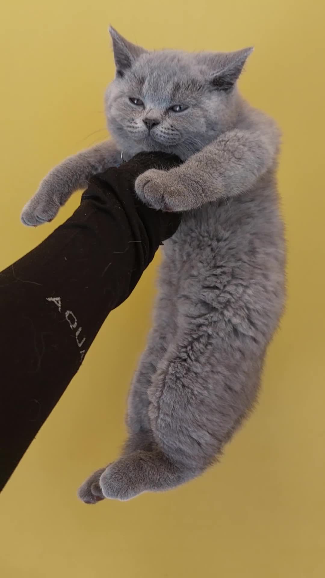 British Shorthair cats for sale: OUTSTANDING🏆PEDIGREE🎖CH SIRED in Dudley - Video 2