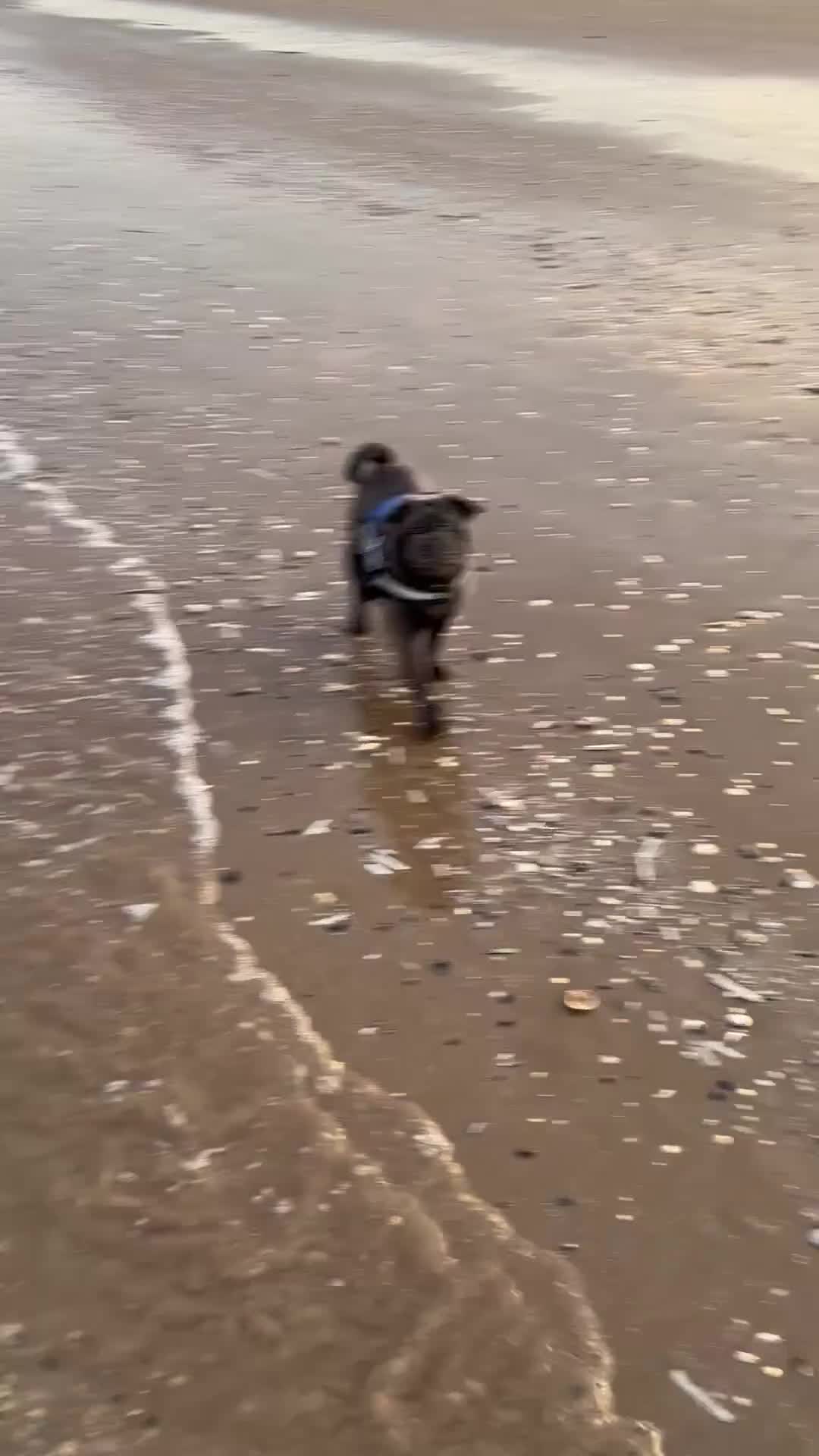 Mixed Breed dogs for sale: Loving home needed for English bulldog/pug cross - Video 1