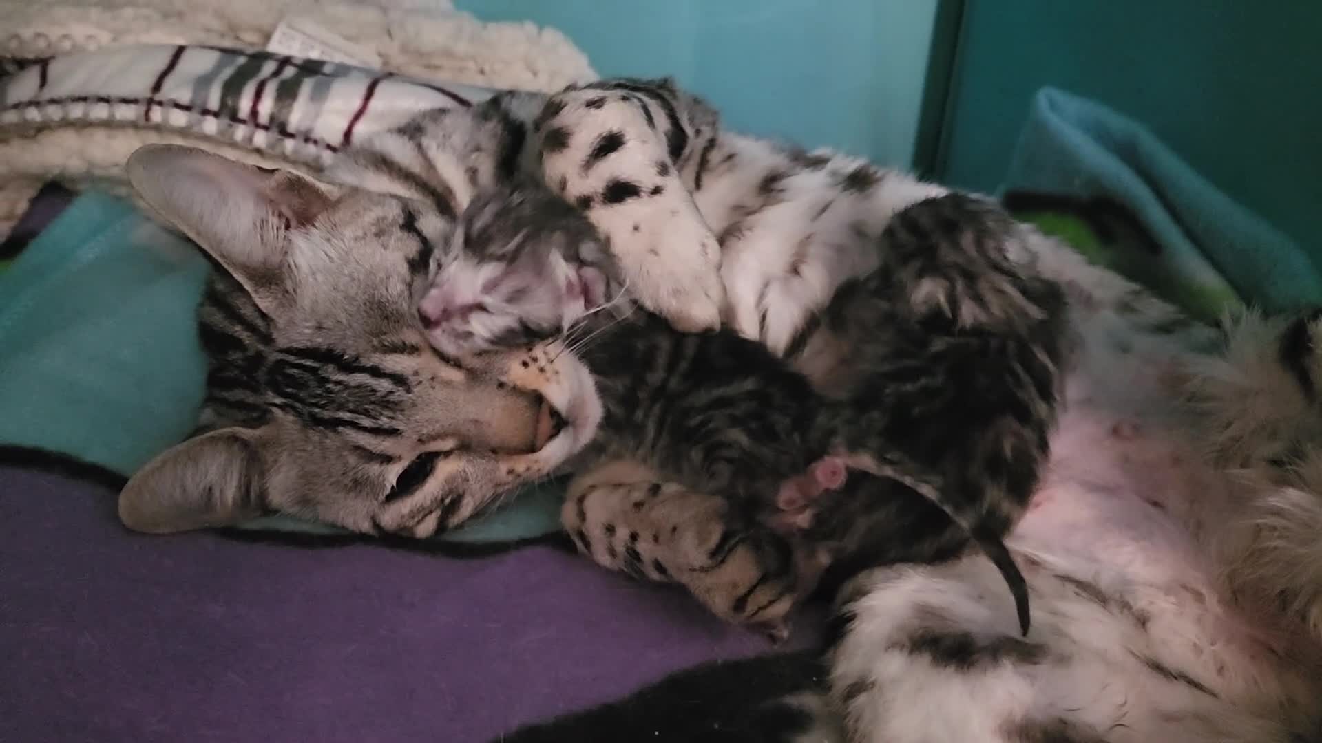 Bengal cats for sale: Beautiful Silver Bengal kittens - Video 1