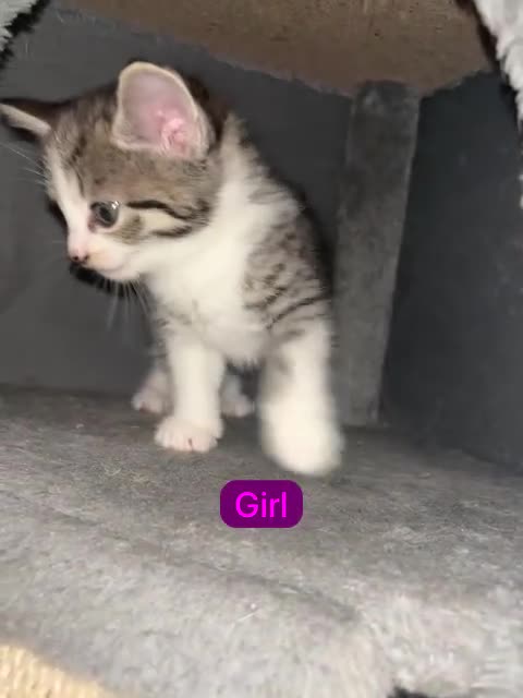 Mixed Breed cats for sale: Mixed breed Siamese kittens 2 boys 3 girls - Video 5