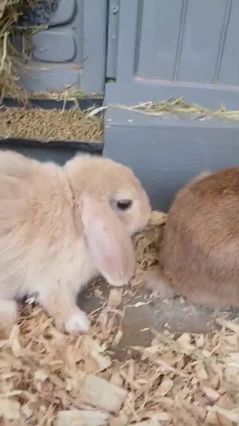 Mixed Breed rabbits for sale: 4 stunning bunnies looking for their new homes 🐇  - Video 1