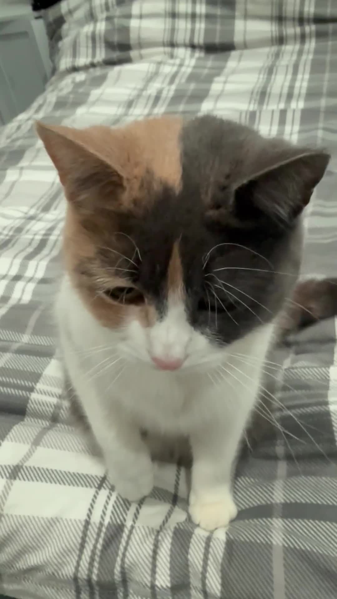 British Longhair cats for sale: Mia beautiful family cat  - Video 1
