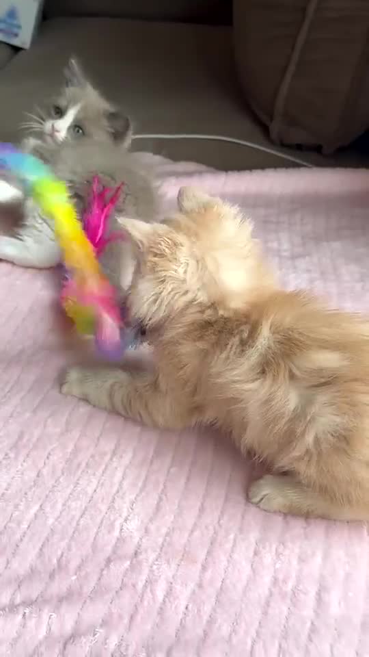 Ragdoll cats for sale: £950 Full pedigree Tica Ready now  - Video 1