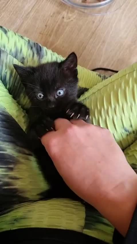 Domestic Shorthair cats for sale:  Rescued at Two Days Old  - Video 1