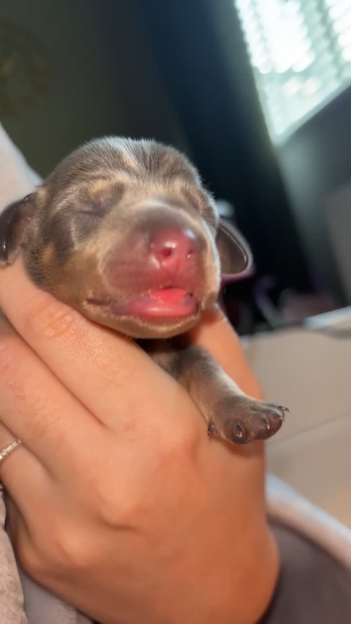 Miniature Dachshund dogs for sale: Blue & Tan Miniature Dachshund  - Video 3