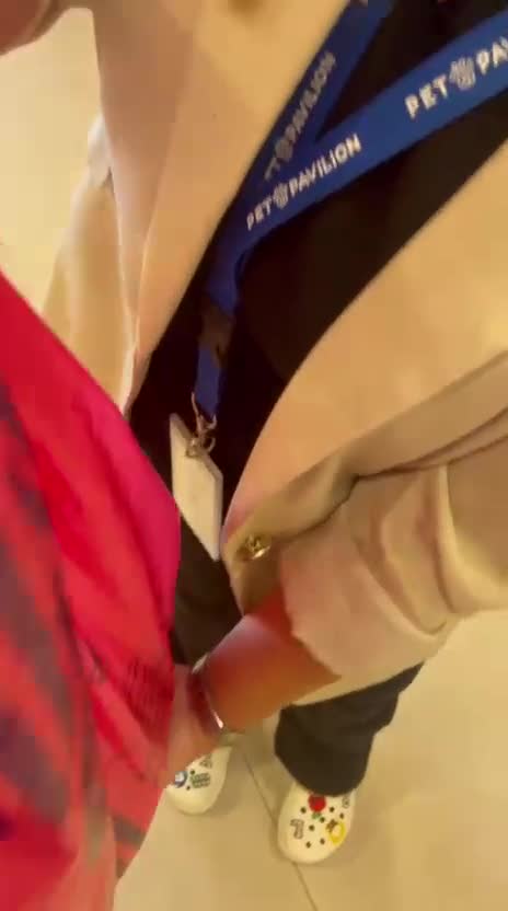 Domestic Shorthair cats for adoption: Cotton eye Joe - Video 2