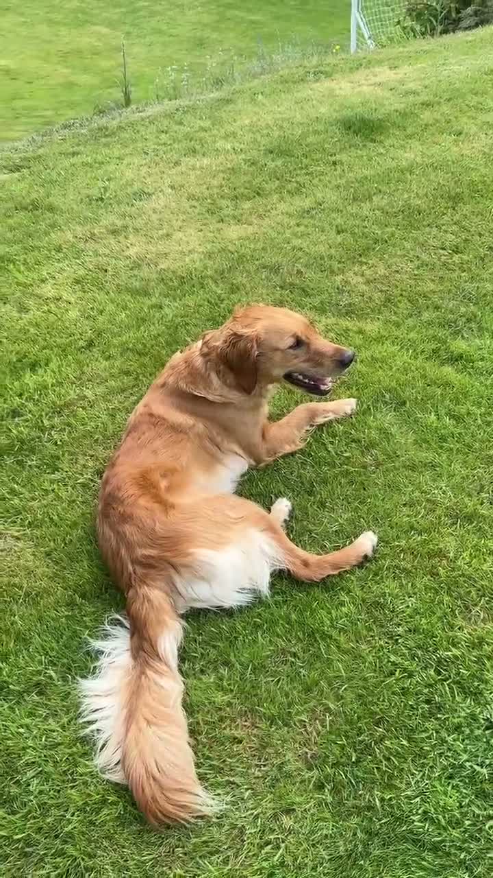 Golden Retriever dogs for sale: KC pups ready in December - Video 1