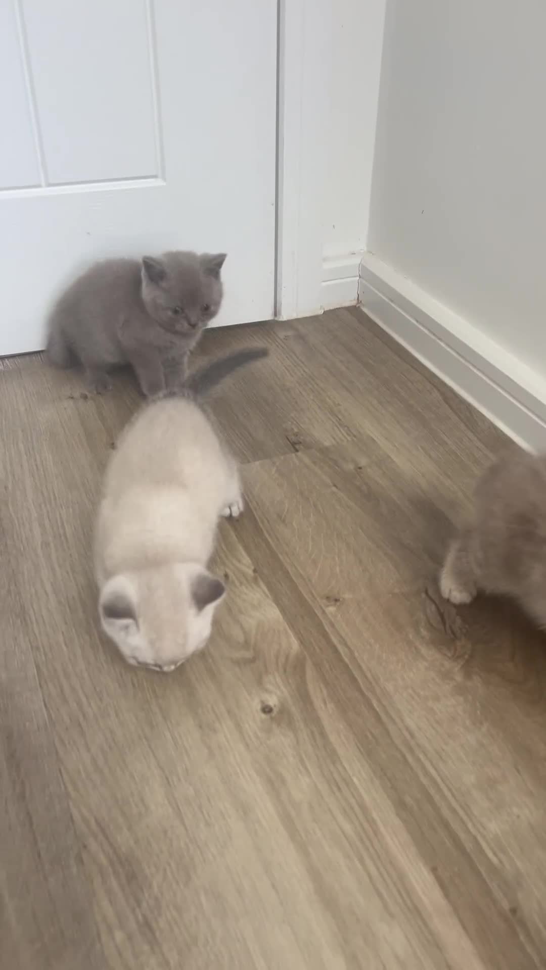 British Shorthair cats for sale: 4 Adorable Kittens are looking for new homes  - Video 1