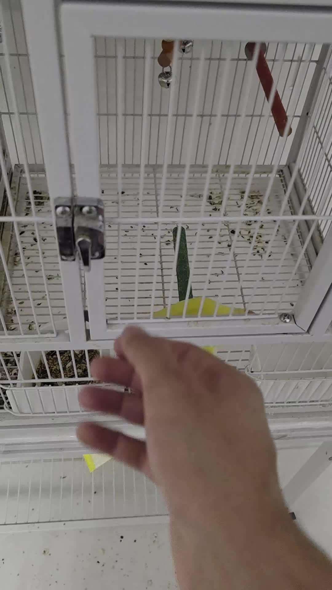 Lovebirds birds for sale: Super Tame, Hand Reared Baby Lovebird - Video 3