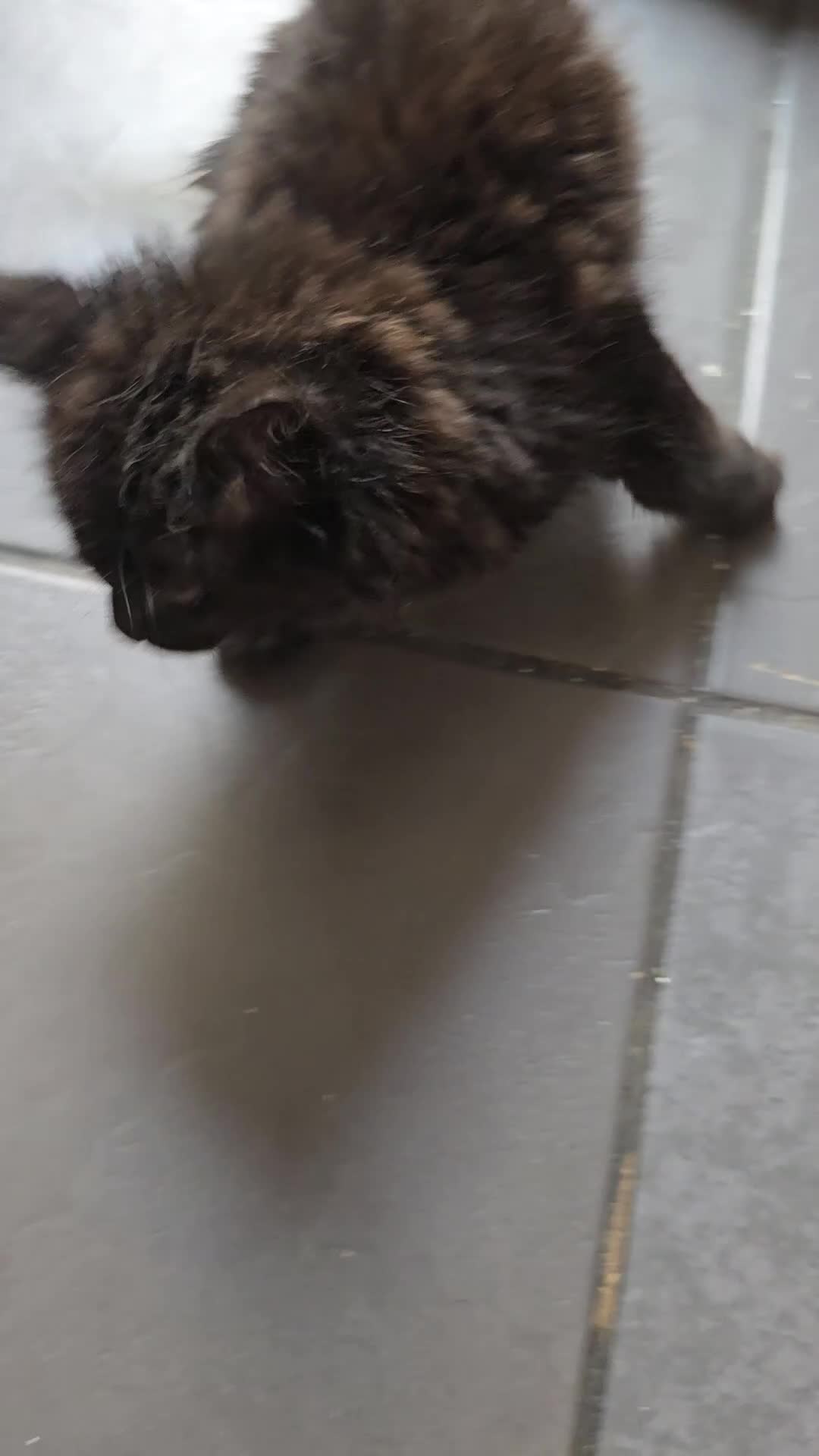 Maine Coon cats for sale:  black fluffy kittens and mom cat - Video 1