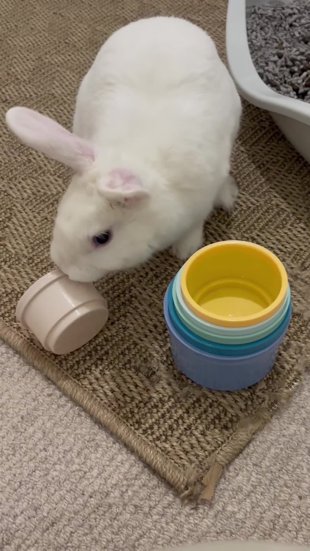 Mixed Breed rabbits for sale: Cotton looking for new cuddles - Video 5