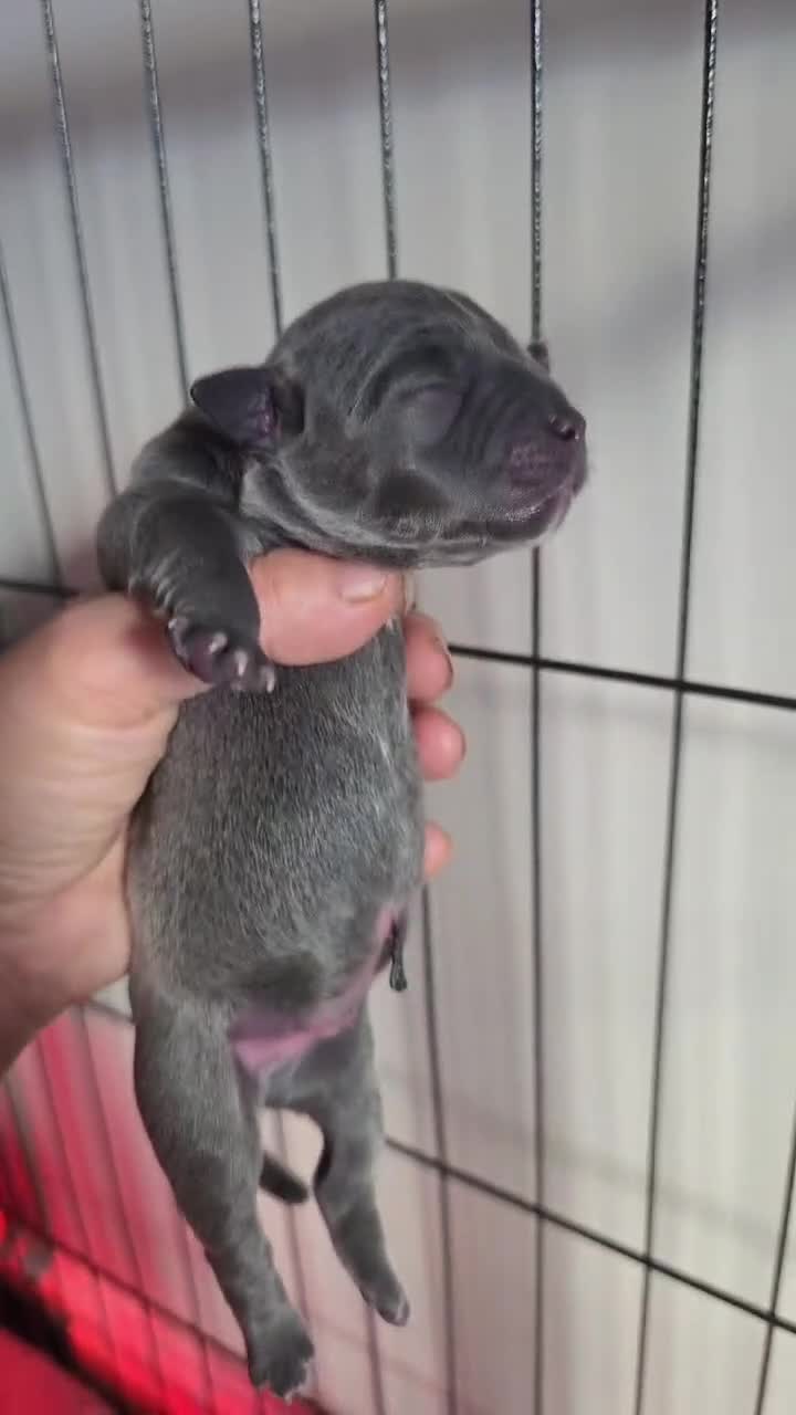 Staffordshire Bull Terrier dogs for sale: Blue / Black Staffordshire bull terrier puppies in Wrexham - Video 2