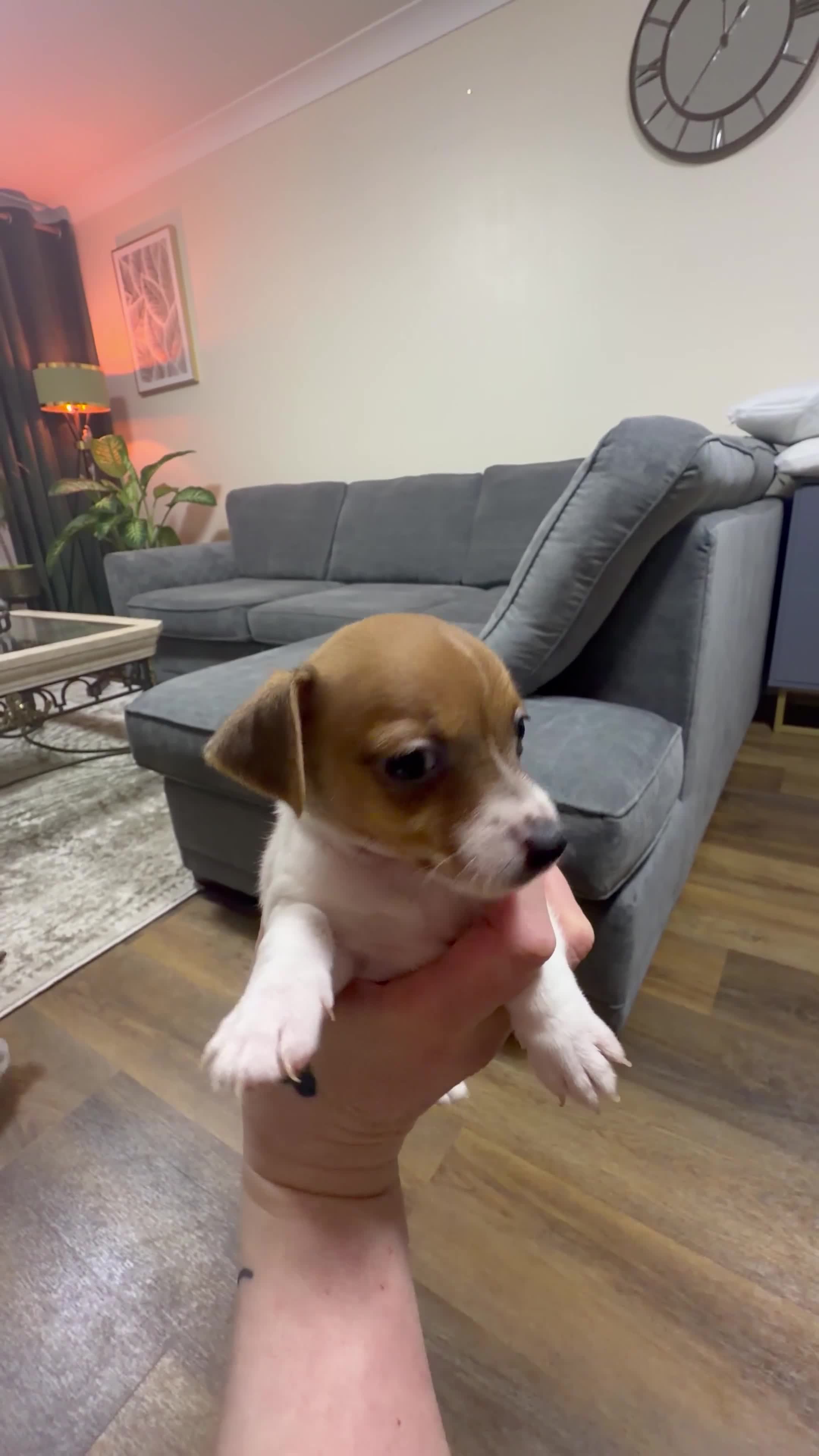 Jack Russell dogs for sale: Jack Russell - Video 2