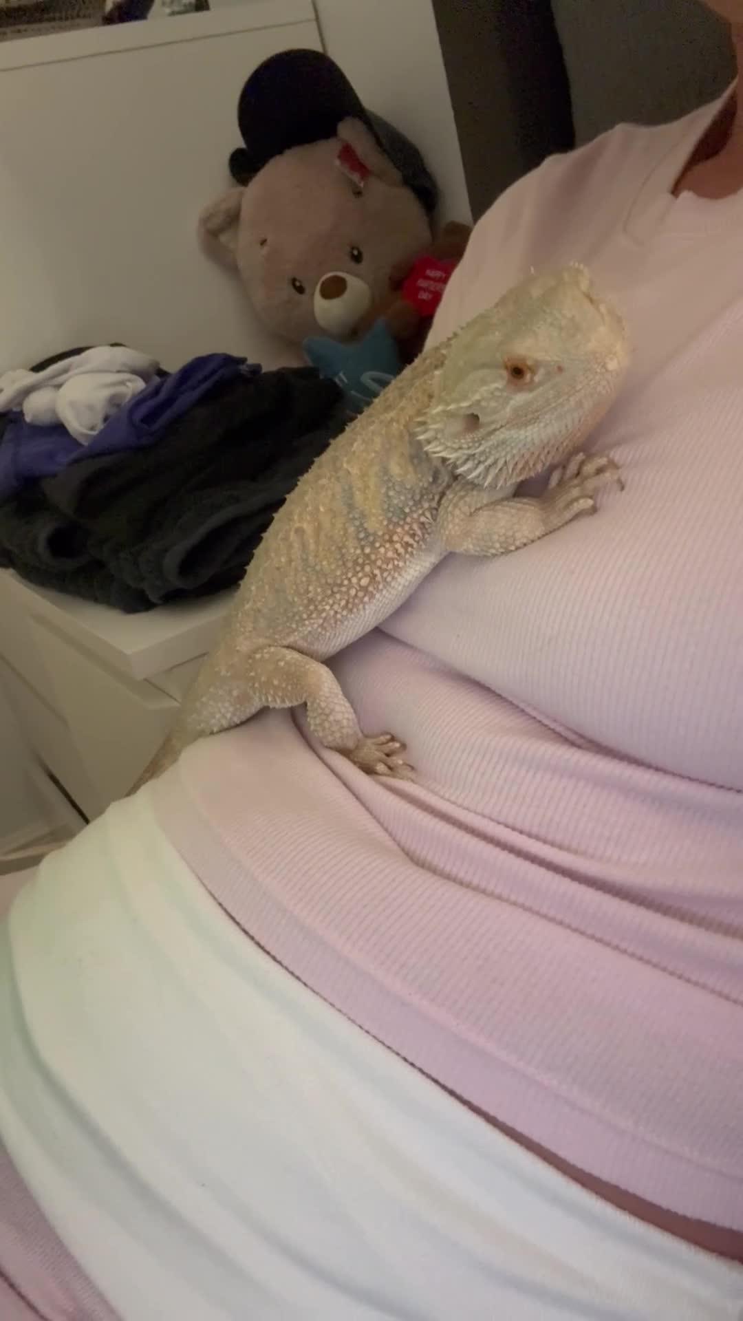 Bearded Dragon reptiles for sale: Loki bearded dragon - Video 1
