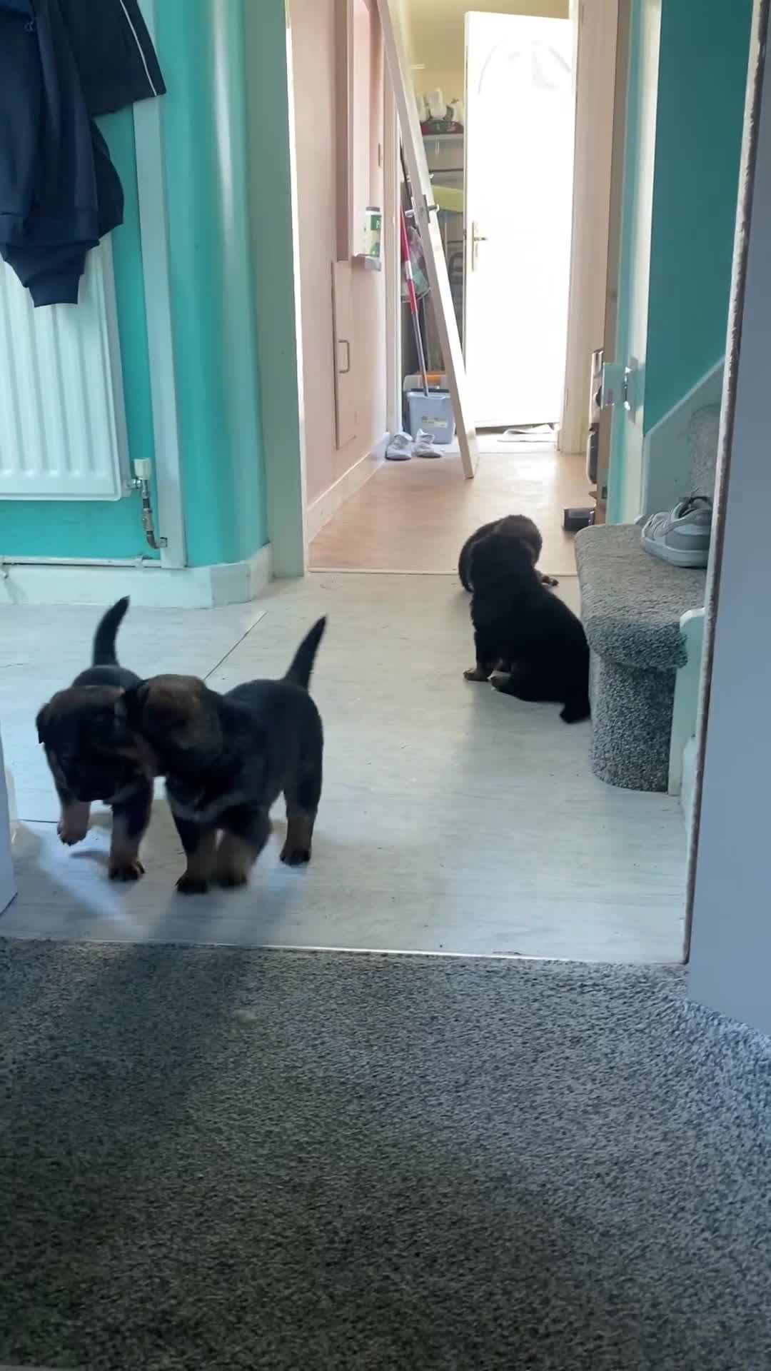Mixed Breed dogs for sale: Rottweiler shepherd - Video 1