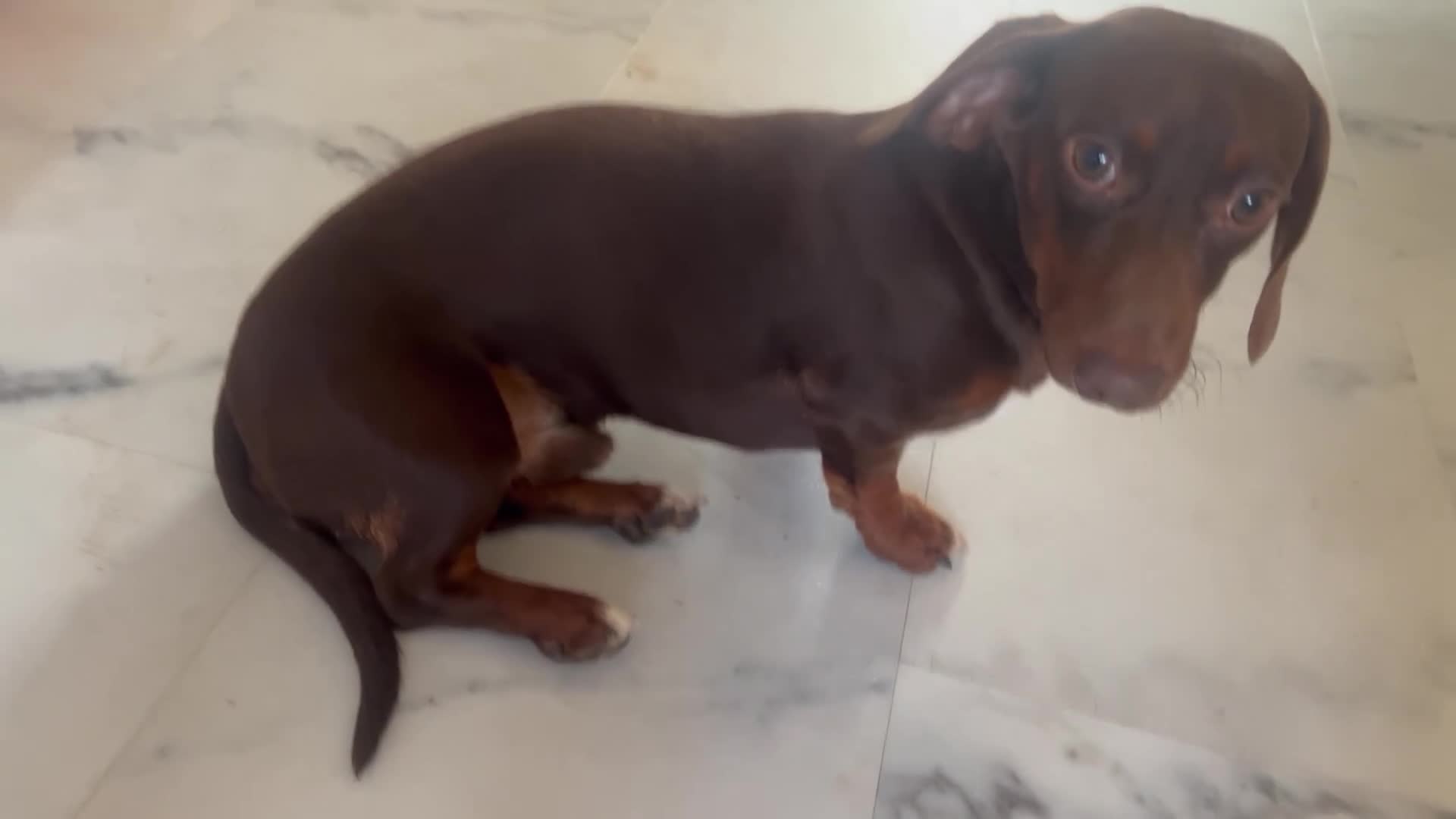 Miniature Dachshund dogs for sale: Marley - miniature dachshund  in Bedford - Video 1