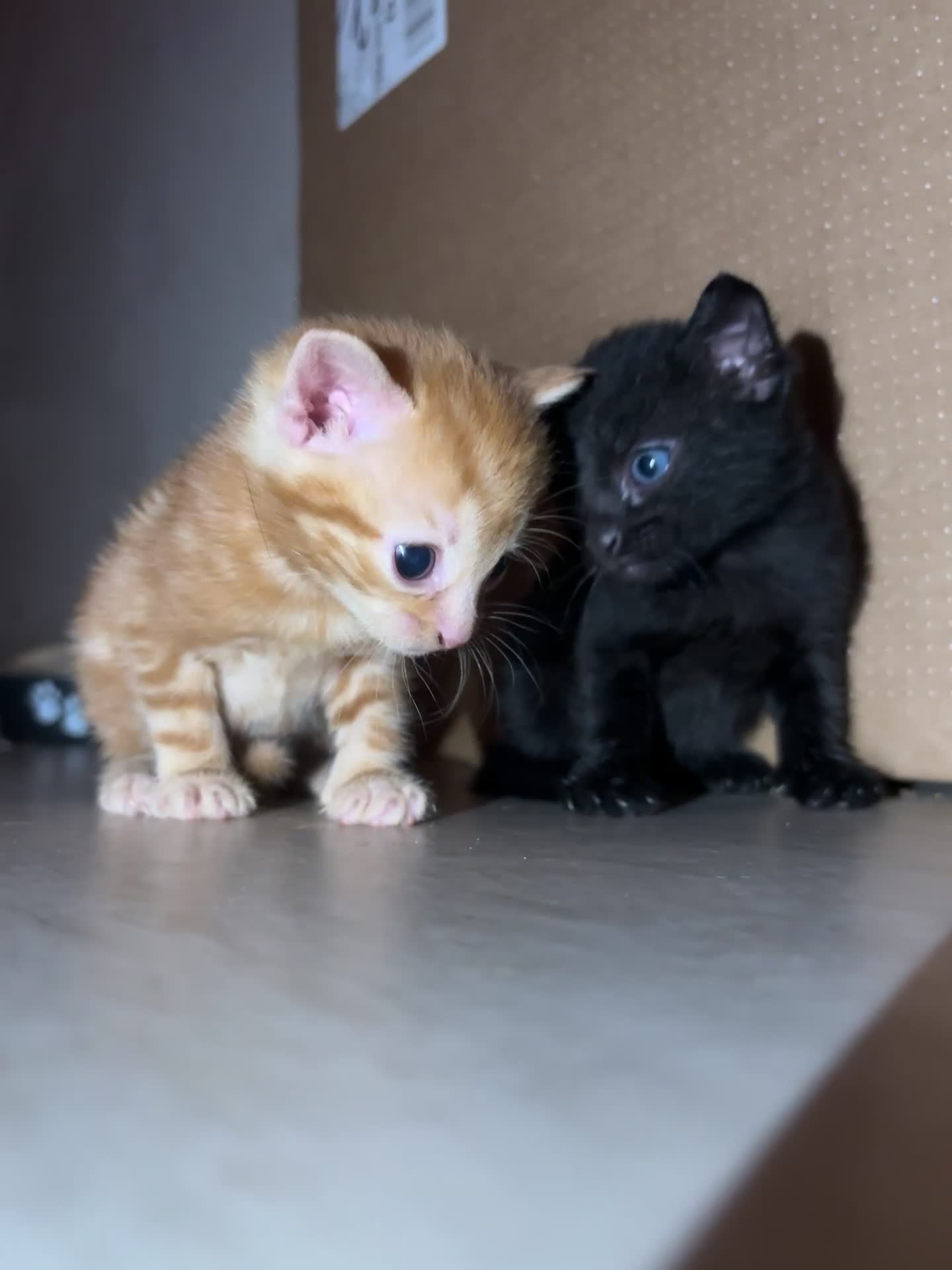 Domestic Shorthair cats for sale: Kittens Available  - Video 3