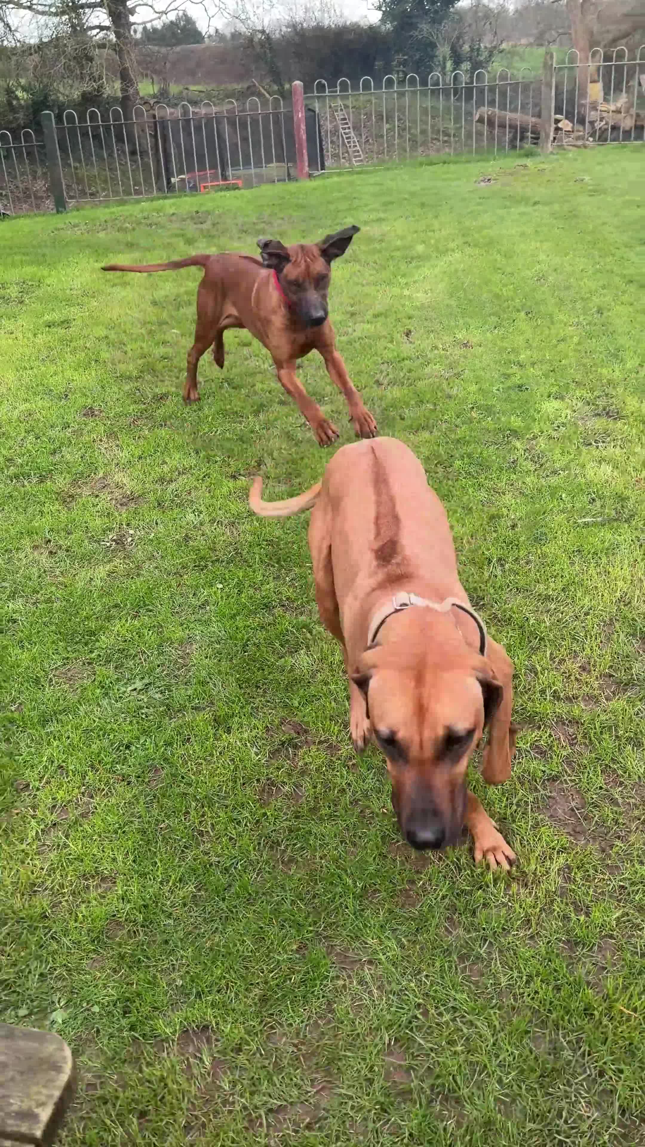 Rhodesian Ridgeback dogs for sale: Outstanding Rhodesian Ridgeback puppies in Darwen - Video 2
