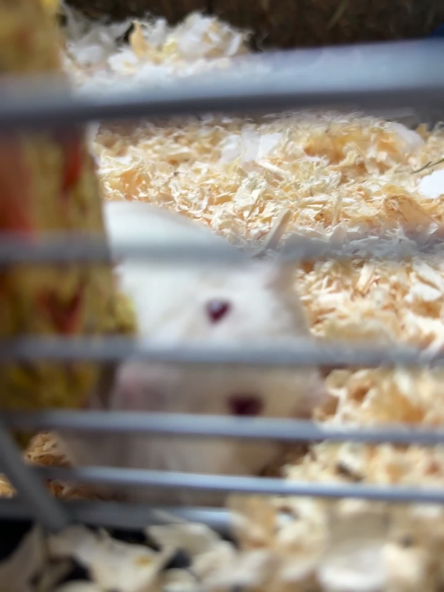 Hamster rodents for sale: Remi  - Video 1