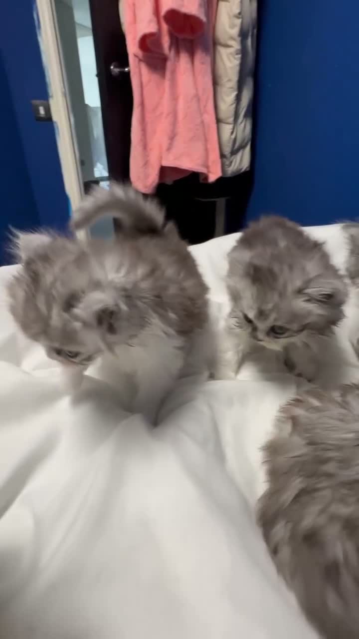 Persian cats for sale: 5 Beautiful Purebred Persian KittensREADY TO LEAVE - Video 2