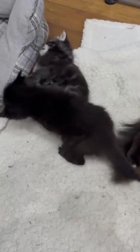 Mixed Breed cats for sale: 4 beautyful ragdoll cross kittens - Video 1