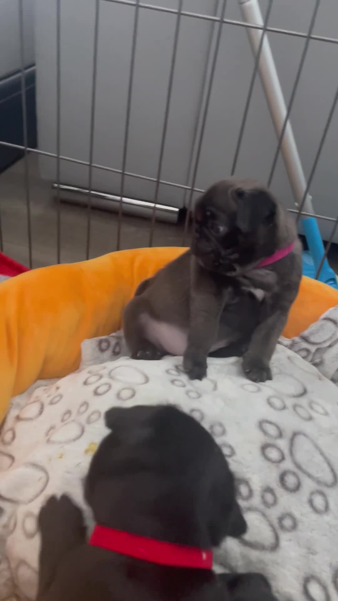 Pug dogs for sale: Six Happy & Healthy KC Pedigree Pugs - Video 1
