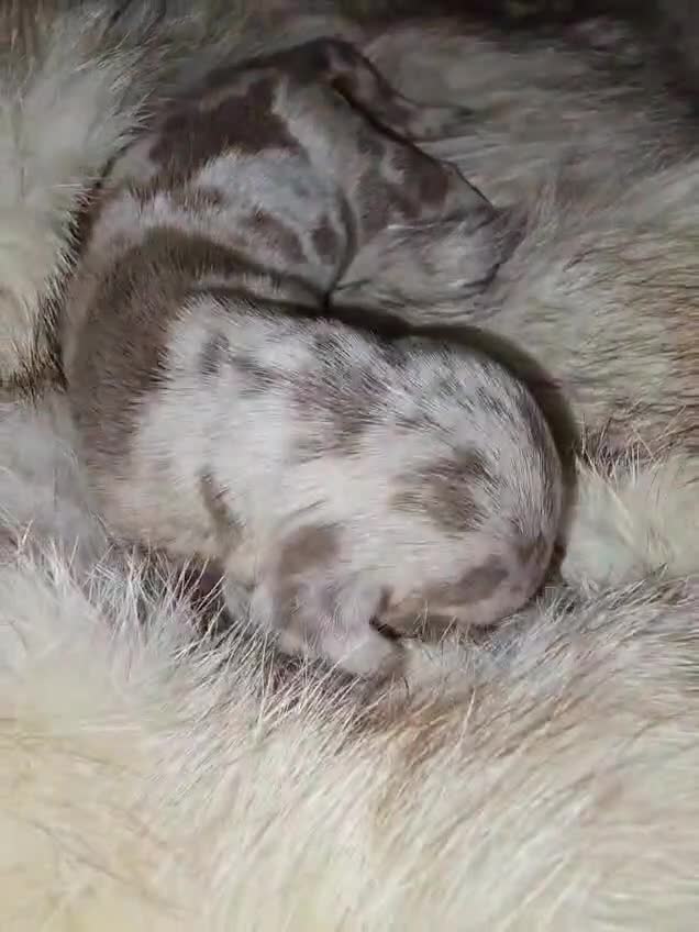 Miniature Dachshund dogs for sale: 👑🐾KC Champion Bloodline Dapples🐾👑 - Video 4