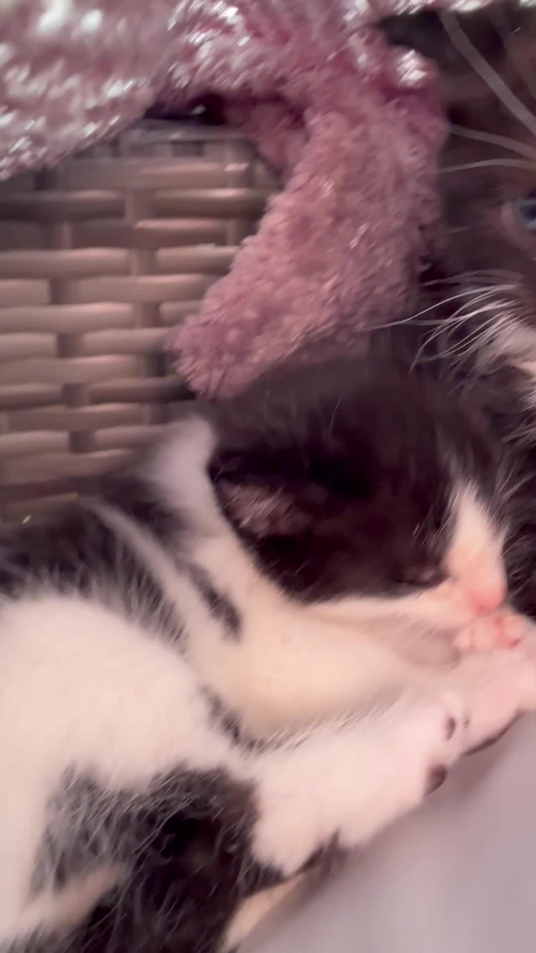Mixed Breed cats for sale: 3 mix breed kittens looking for new home  in Glasgow - Video 1