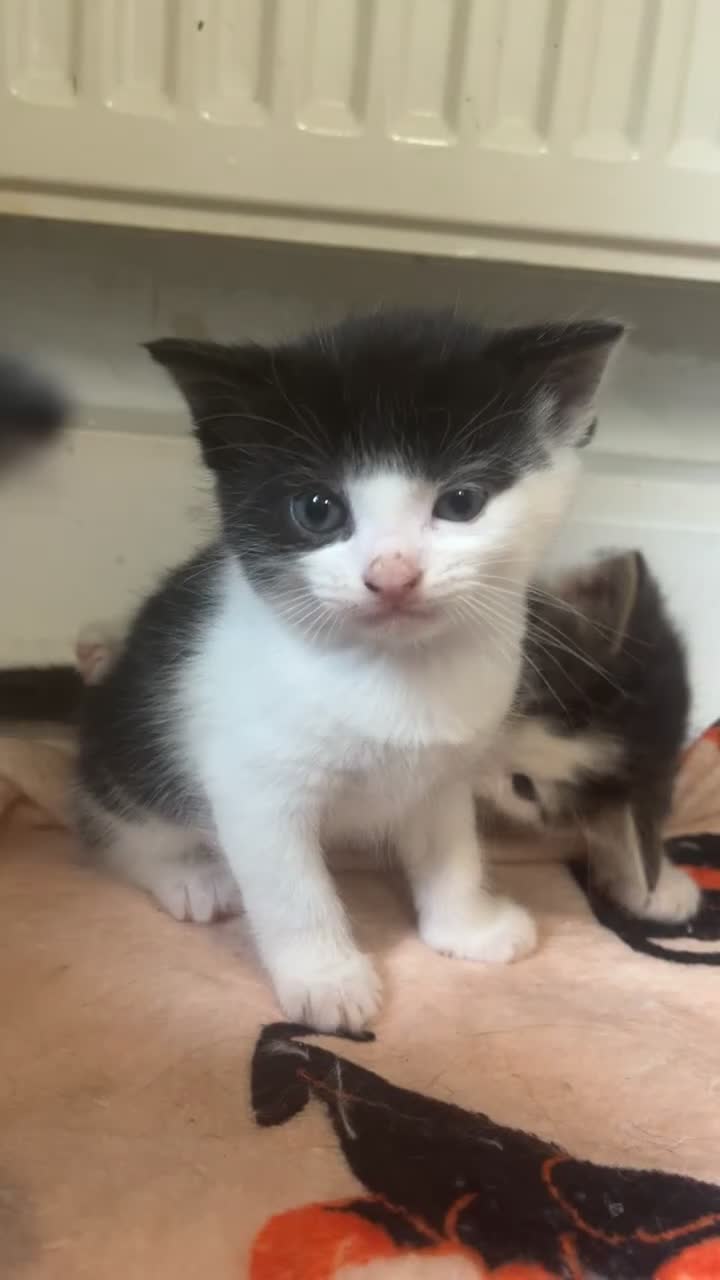 Mixed Breed cats for sale: 2 STUNNING FEMALE TUXEDO KITTENS - Video 2