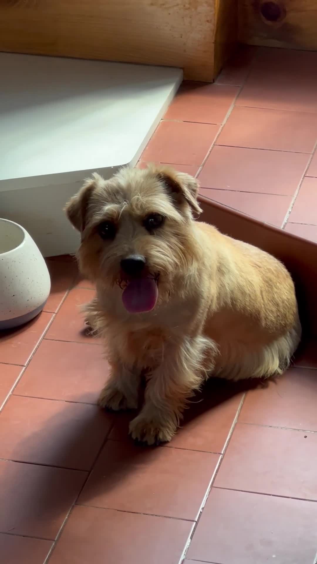 Norfolk Terrier dogs for sale: Retired stud boy 6 years old   - Video 1