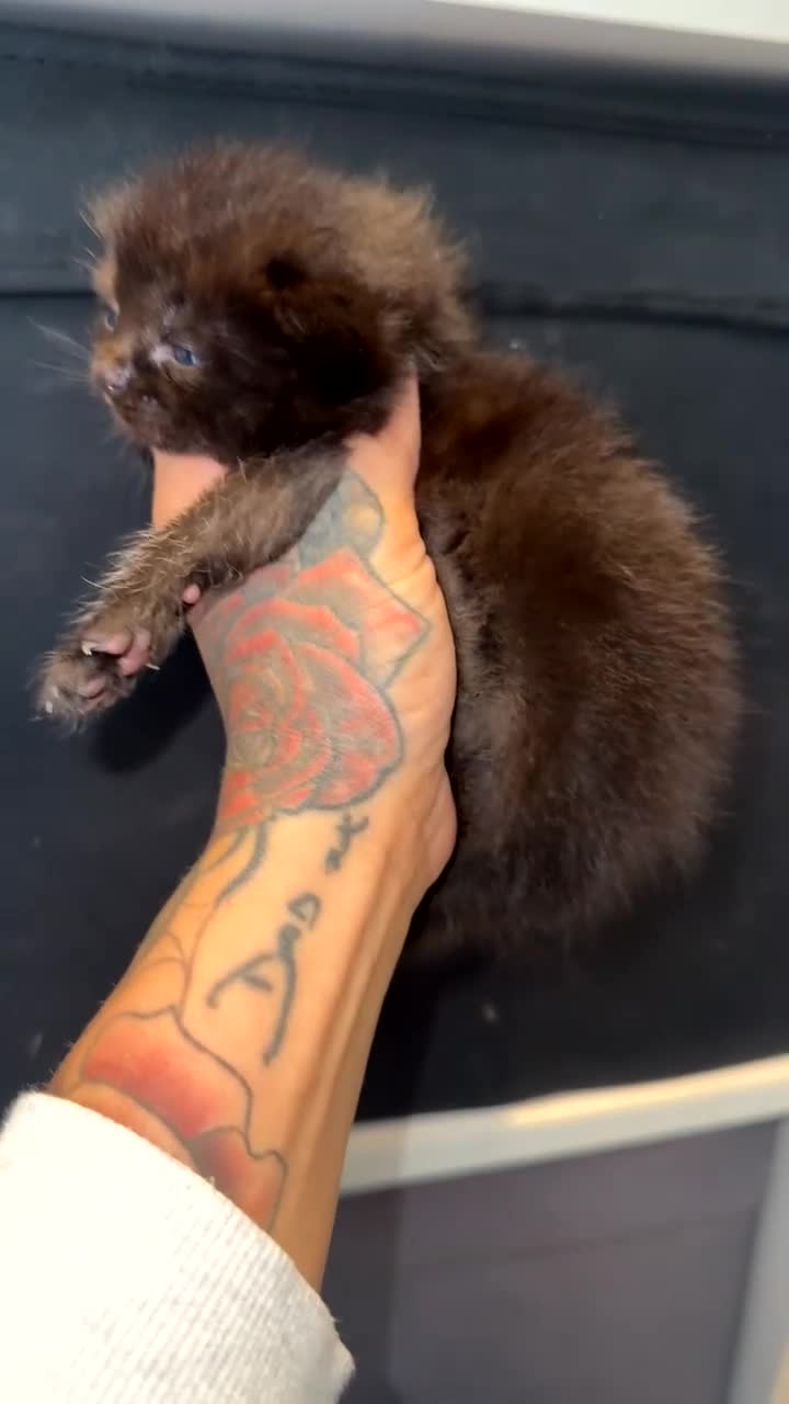 Ragdoll cats for sale: 4 brown fluffy ragdoll cross kittens  - Video 1