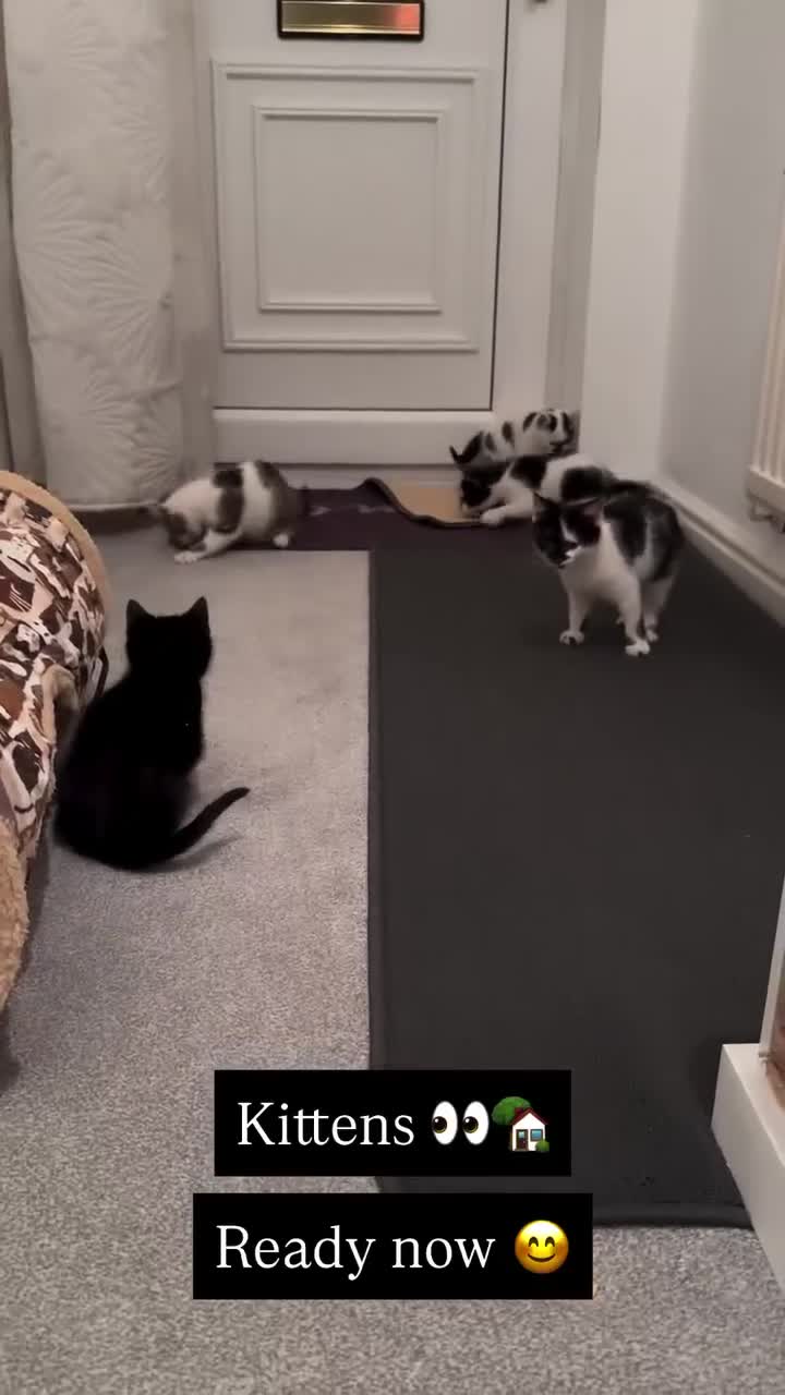 Mixed Breed cats for sale: Kittens - Ready to leave  - Video 1