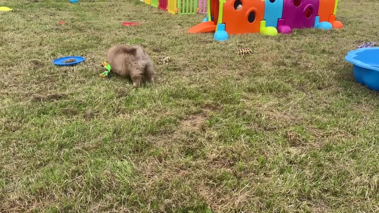 Chow Chow dogs for sale: Exotic colour chowsky puppies for sale  - Video 3
