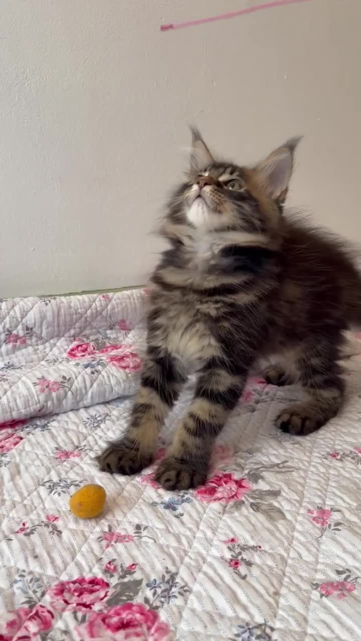 Maine Coon cats for sale: Full Maine Coon Kittens - Video 5