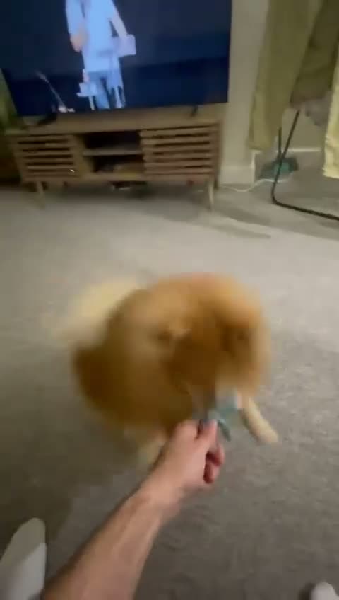 Pomeranian dogs for sale: Oscar in Bournemouth - Video 1