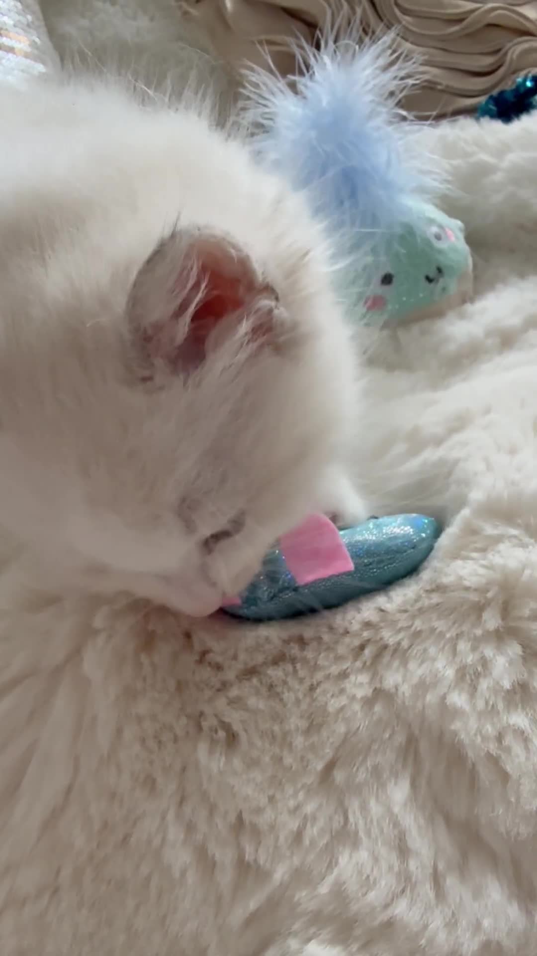 Ragdoll cats for sale: 💙🩷GCCF RAGDOLL KITTENS M&F 9WKS NEUT & SPAYED 🥇 - Video 1
