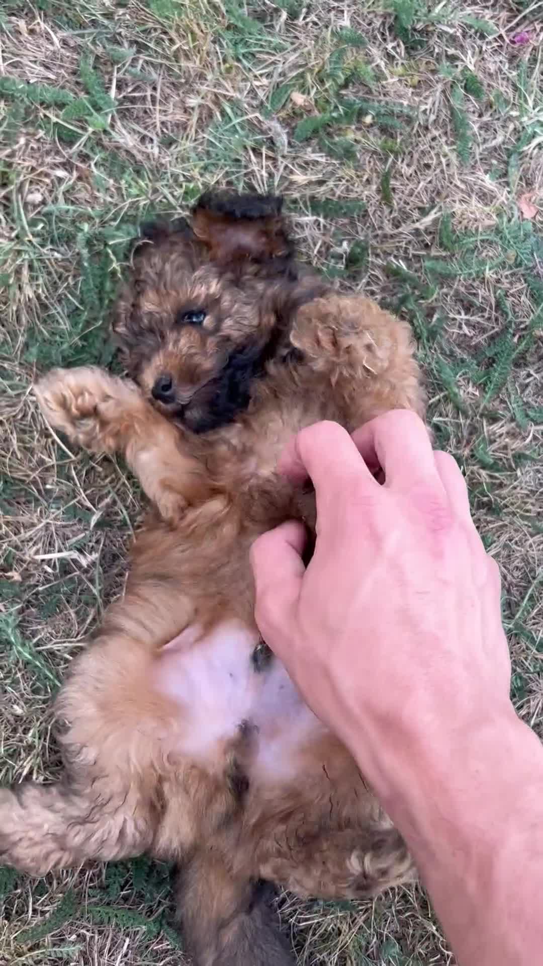 Cavapoo dogs for sale: Fully health tested Beautiful F1BB Cavapoo puppies - Video 2