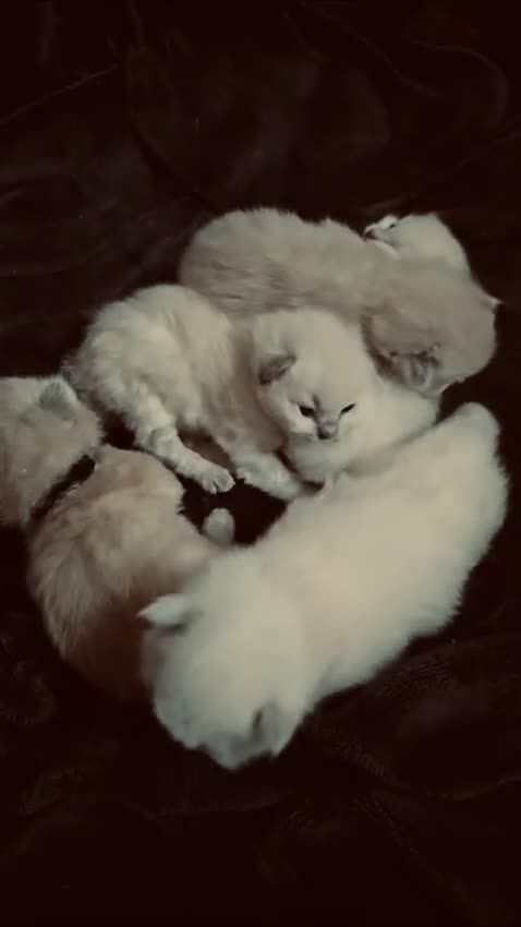 Ragdoll cats for stud: GCCF Proven Stud carrying chocolate in Glasgow - Video 1