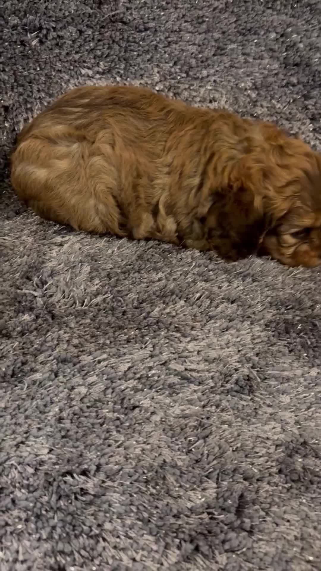 Cavapoo dogs for sale: Gorgeous phantom puppies - Video 2