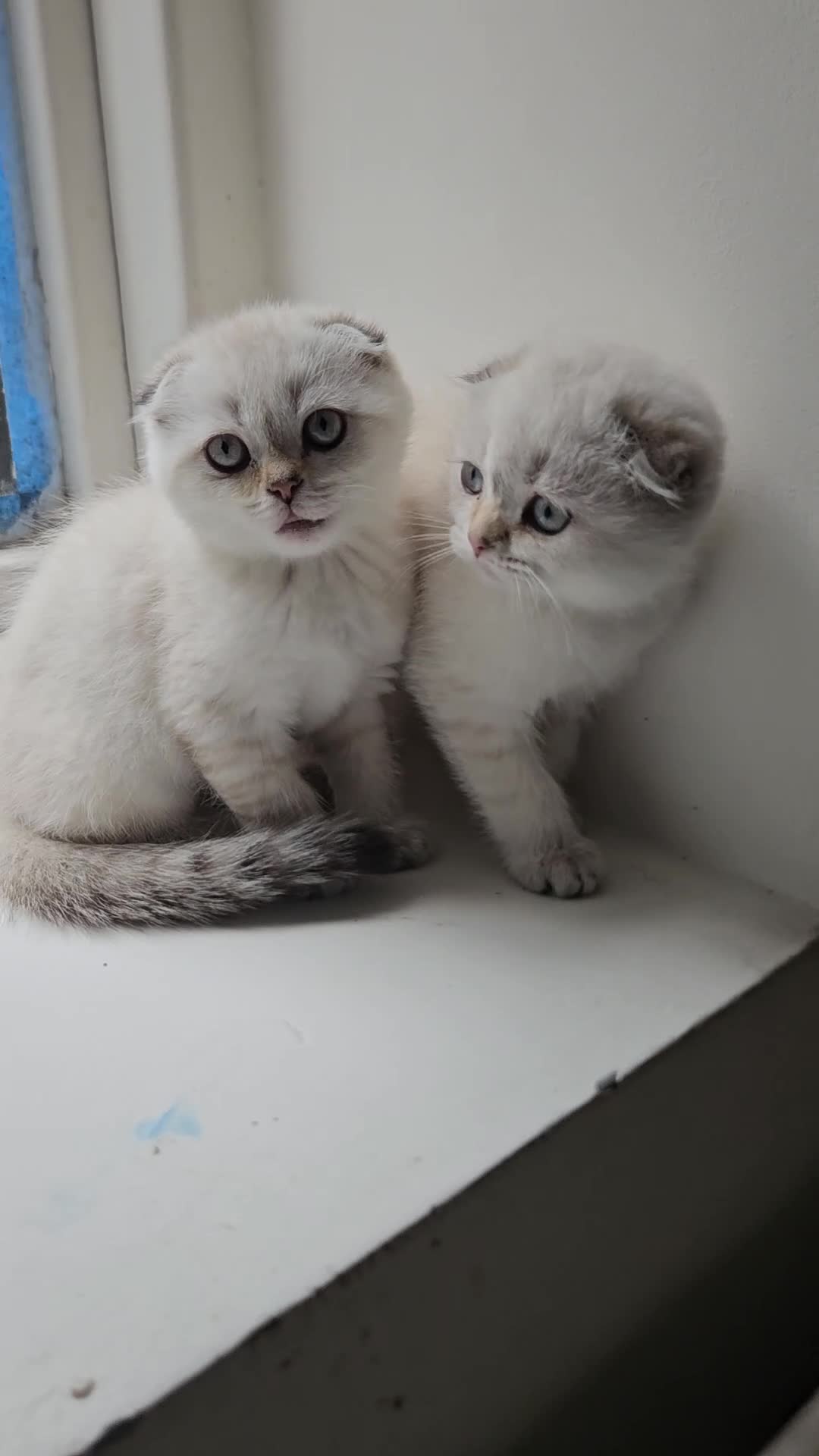 Scottish Fold cats for sale: Reduced💥£350 ready now Tica scottish fold london  - Video 2