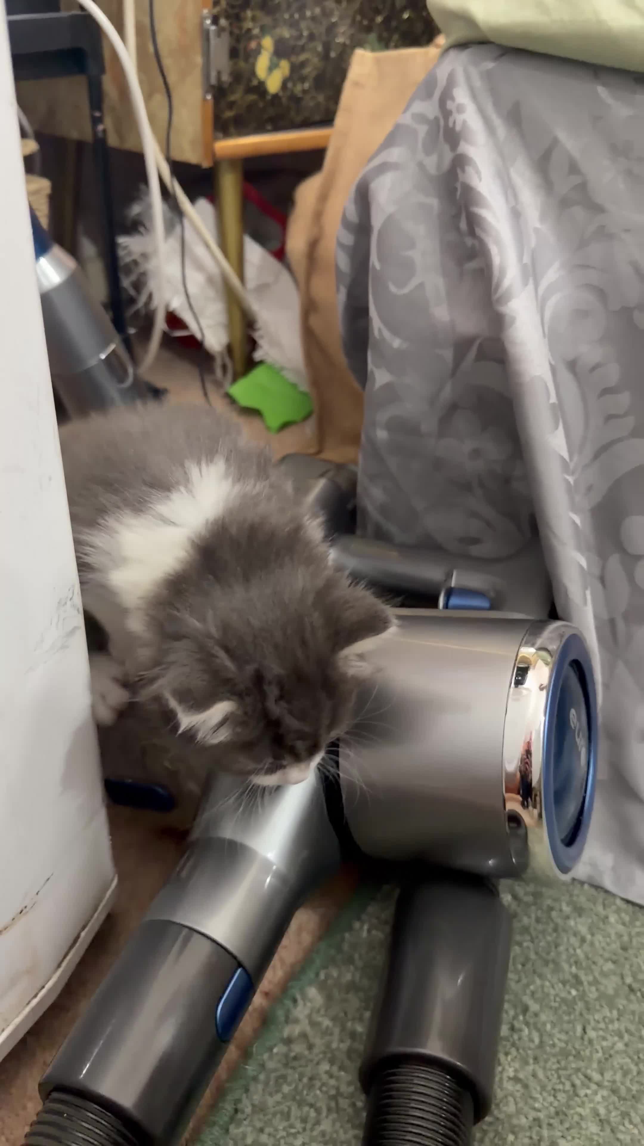 Mixed Breed cats for sale: Adorable Fluffy Kittens for Sale 6-8 in Nottingham - Video 1