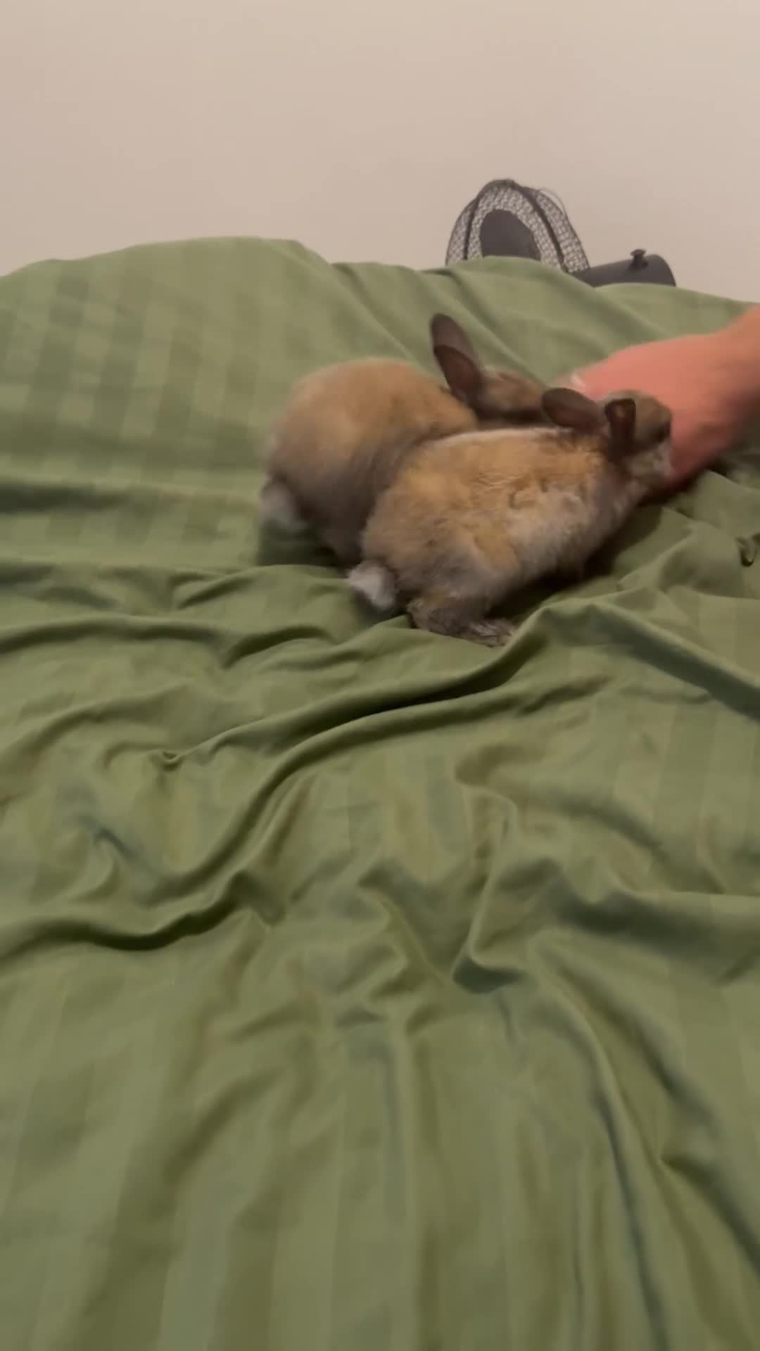 Rex rabbits for sale: Sold  - Video 1