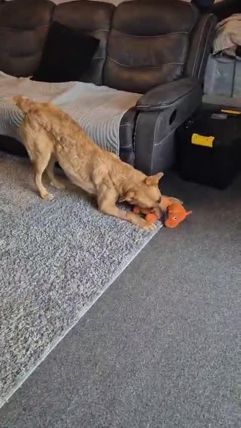 Mixed Breed dogs for adoption: Urgent Home 4 Beautiful Phoebe 🥀  - Video 4